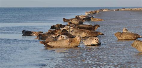 slsafari esbjerg|Østerssafari i Vadehavet